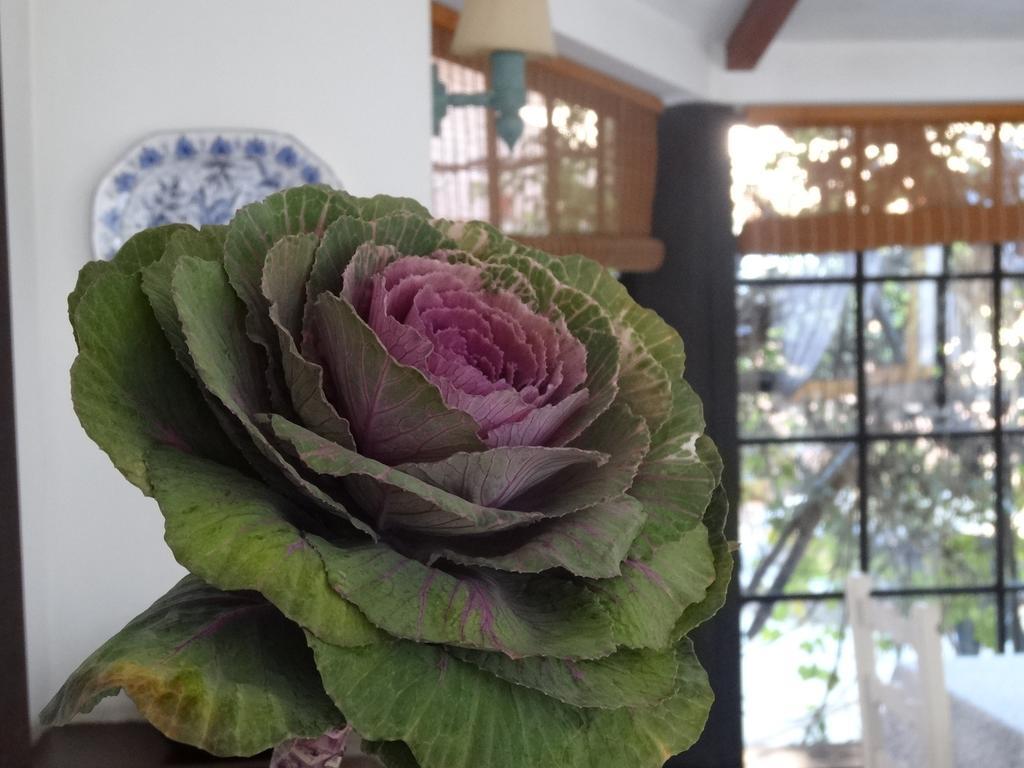 Posada De La Flor Hotel Colonia del Sacramento Room photo